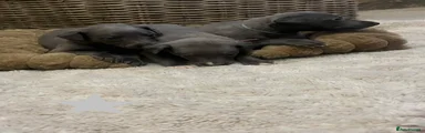 Whippet 8