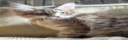Maine Coon cats for sale: 🔥 CHAMPION RUSSIAN LINE XXL MAINE COON VACCINATED - Advert 18