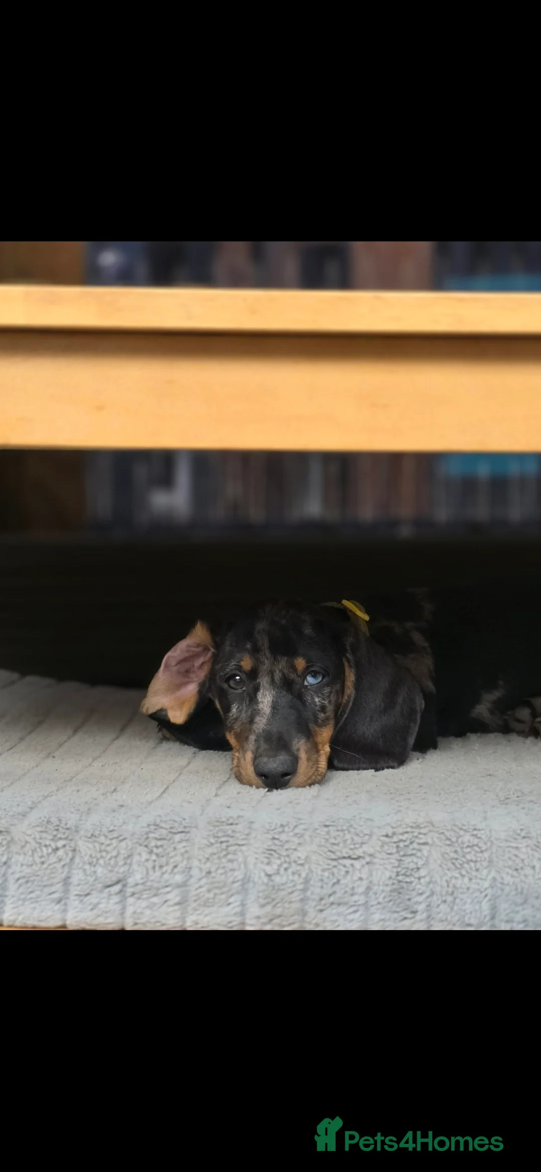 Dachshund dogs for stud: Stunning male in Kenilworth - Advert 6