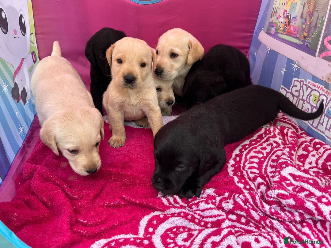 Labrador Retriever dogs for sale: Labrador puppies  - Image 7