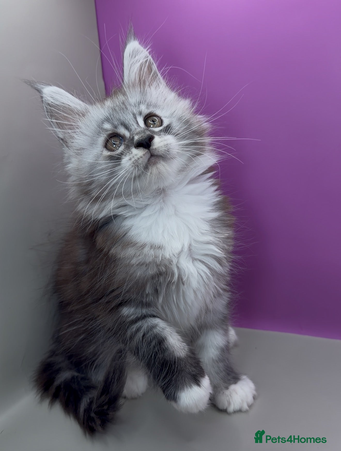 Maine Coon cats     Maine Coon Kittens | DNA Tested | TICAPedigree - Advert 12
