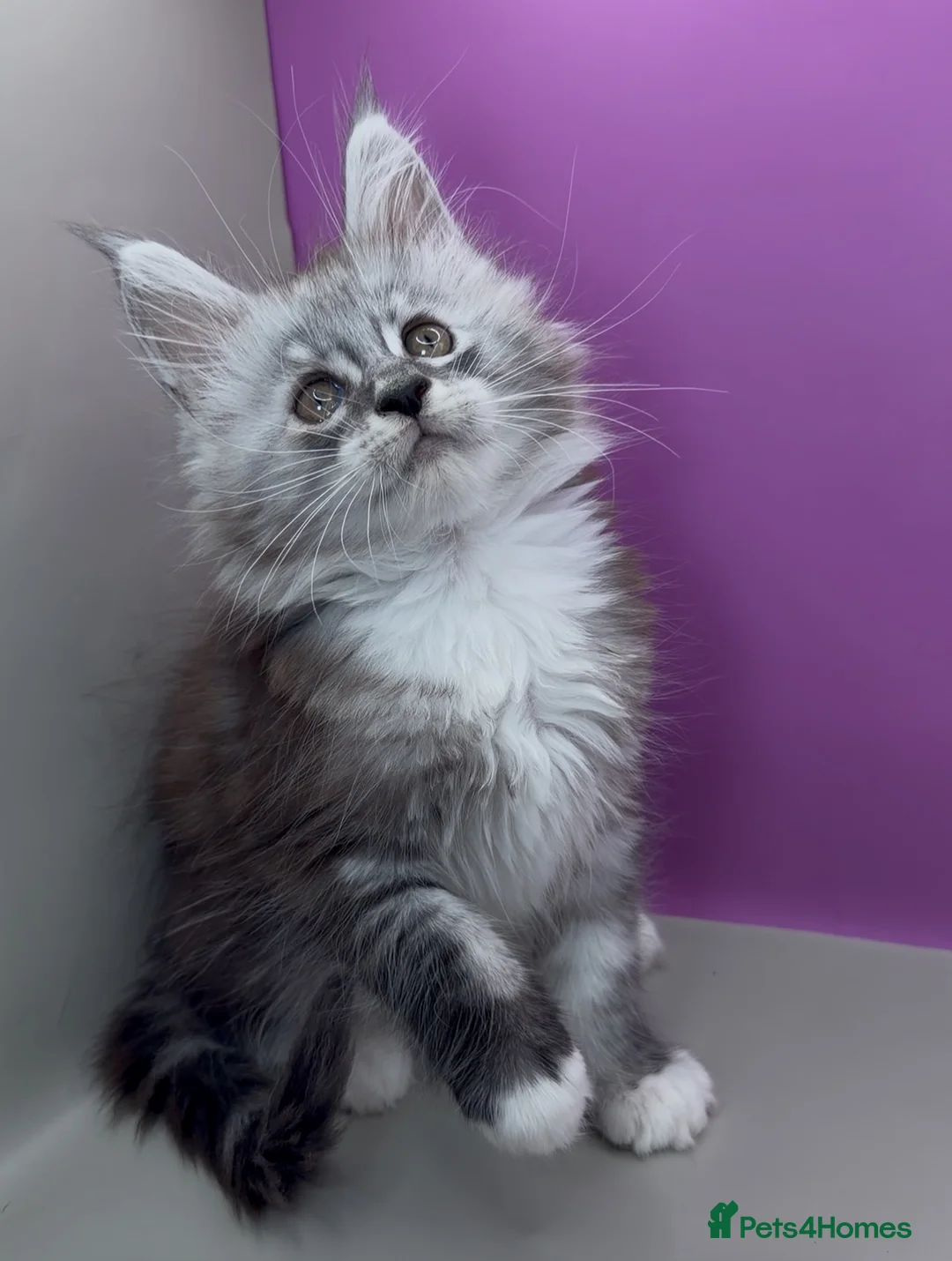 Maine Coon cats for sale:     Maine Coon Kittens | DNA Tested | TICAPedigree - Advert 1