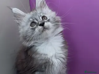 Maine Coon cats Maine Coon Kittens | DNA Tested | TICAPedigree - Advert 1