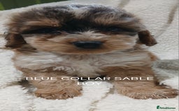 Cockapoo dogs for sale: Cockapoo  Puppies PRA UNAFFECTEDD  - Image 4