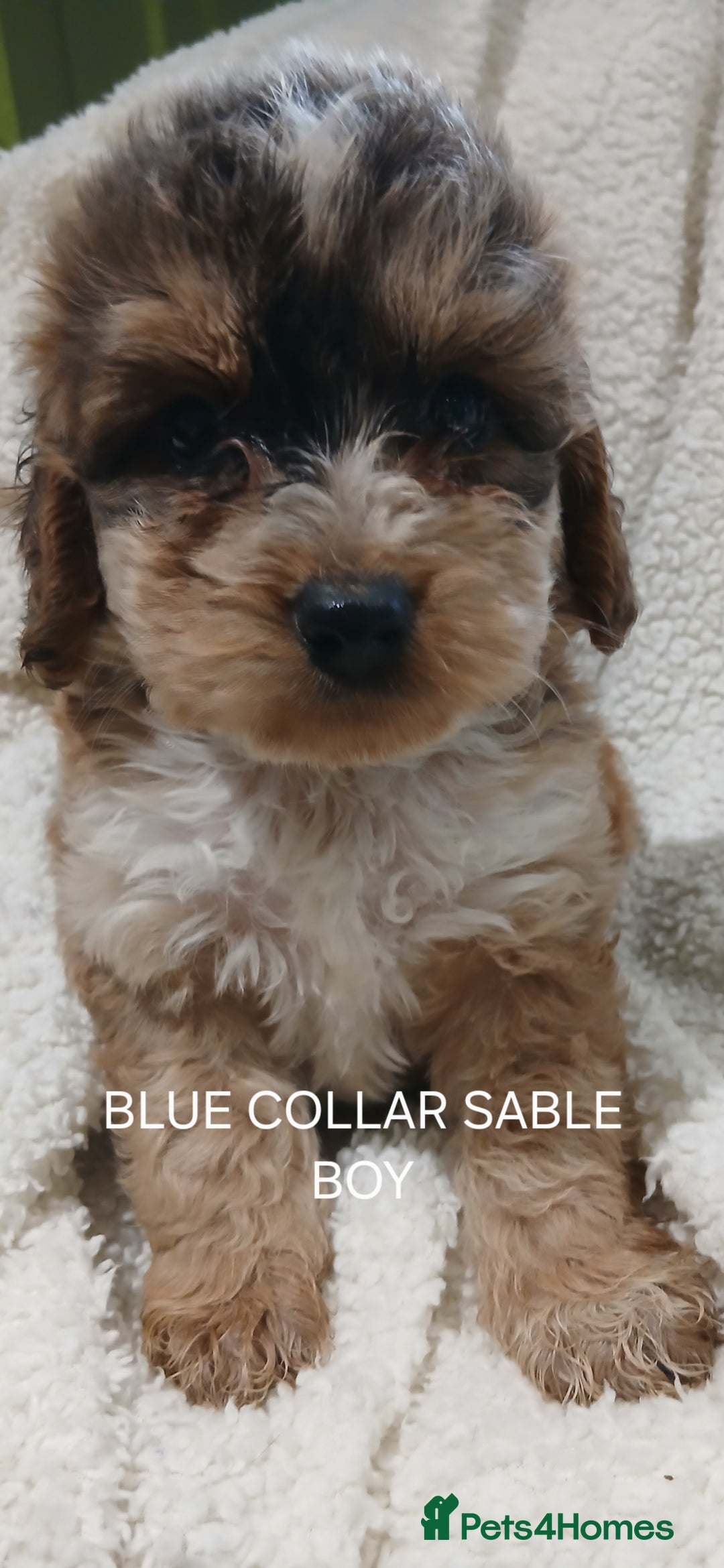 Cockapoo dogs for sale: Cockapoo  Puppies PRA UNAFFECTEDD  - Image 4