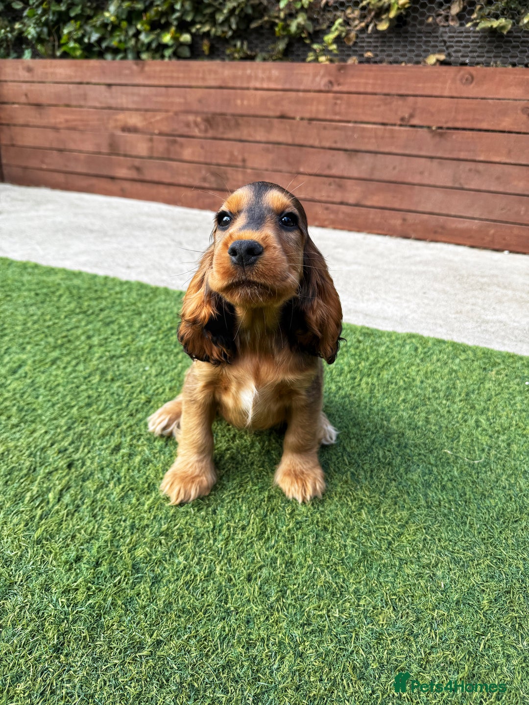 Cocker Spaniel dogs for sale: ‼️👀 Outstanding Show Cocker Spaniel Litter 🧬  in Lydbury North - Image 40