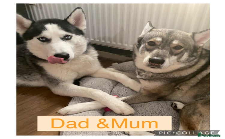Siberian Husky dogs - Advert 1