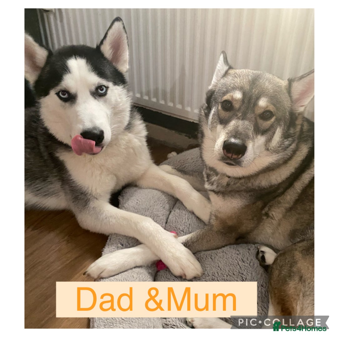 Siberian Husky dogs for sale: Siberian husky puppies - Image 1