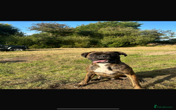 Boxer dogs for sale: STUNNING PEDIGREE BOXERS!x - Image 11