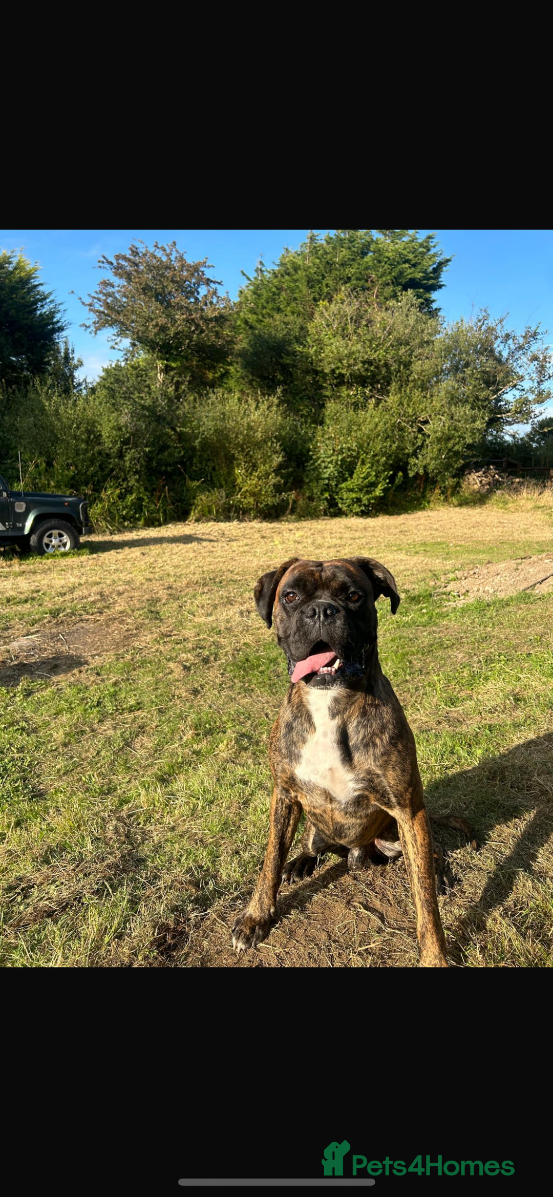 Boxer dogs for sale: STUNNING PEDIGREE BOXERS!x - Image 11