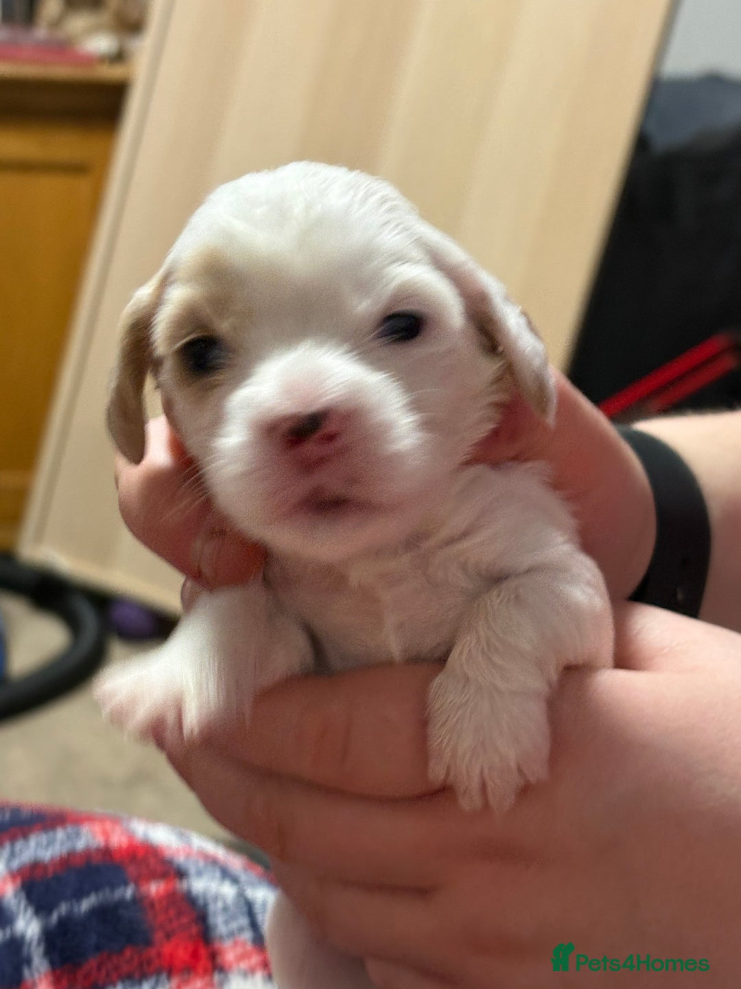 Cockalier dogs for sale: Cocker spaniel - Advert 34