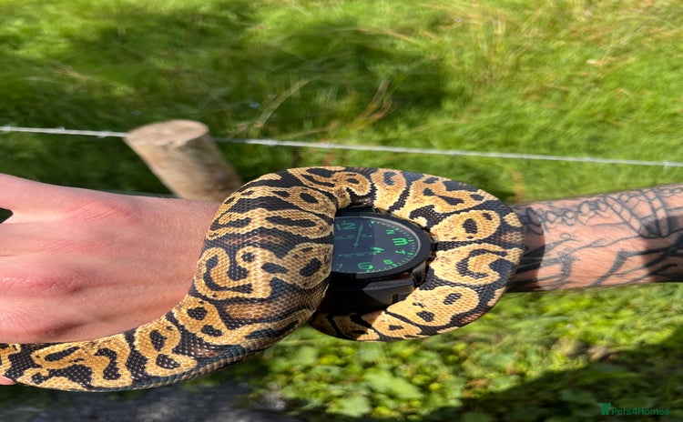 Python Snake reptiles - Advert 3