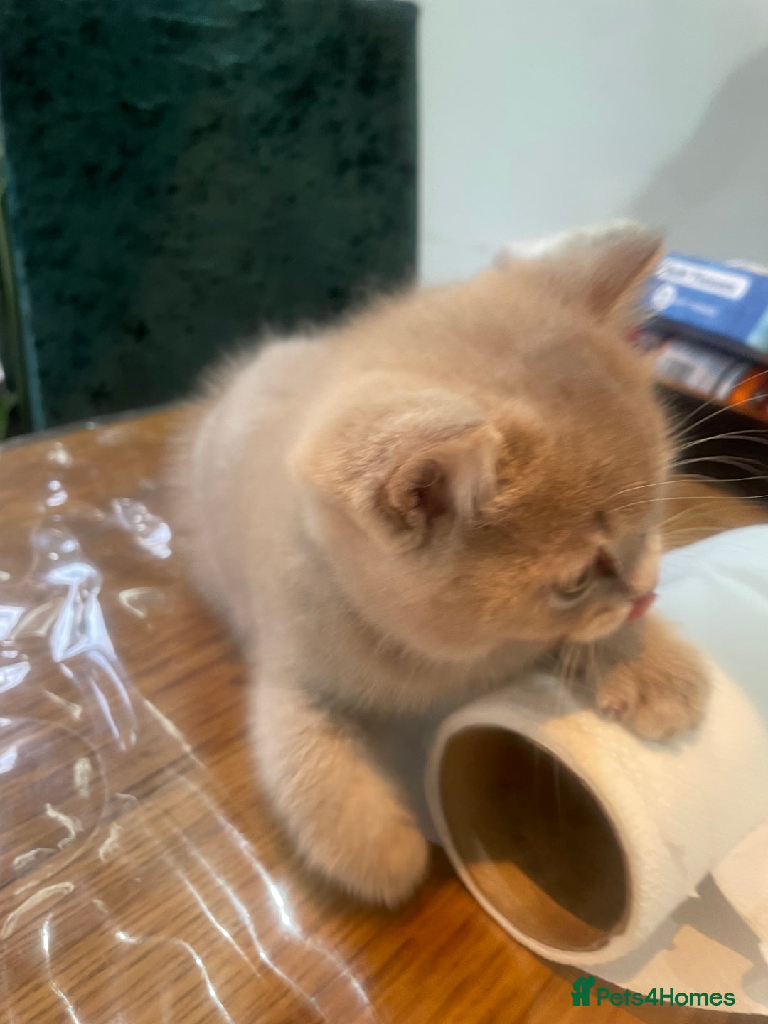 British Shorthair cats for sale: Fabulous, playful and healthy BSH kittens, rare - Image 15