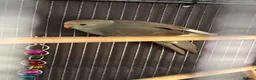 Parakeets birds for sale: Kakarikis ready for homes !  in Stowmarket - Advert 5