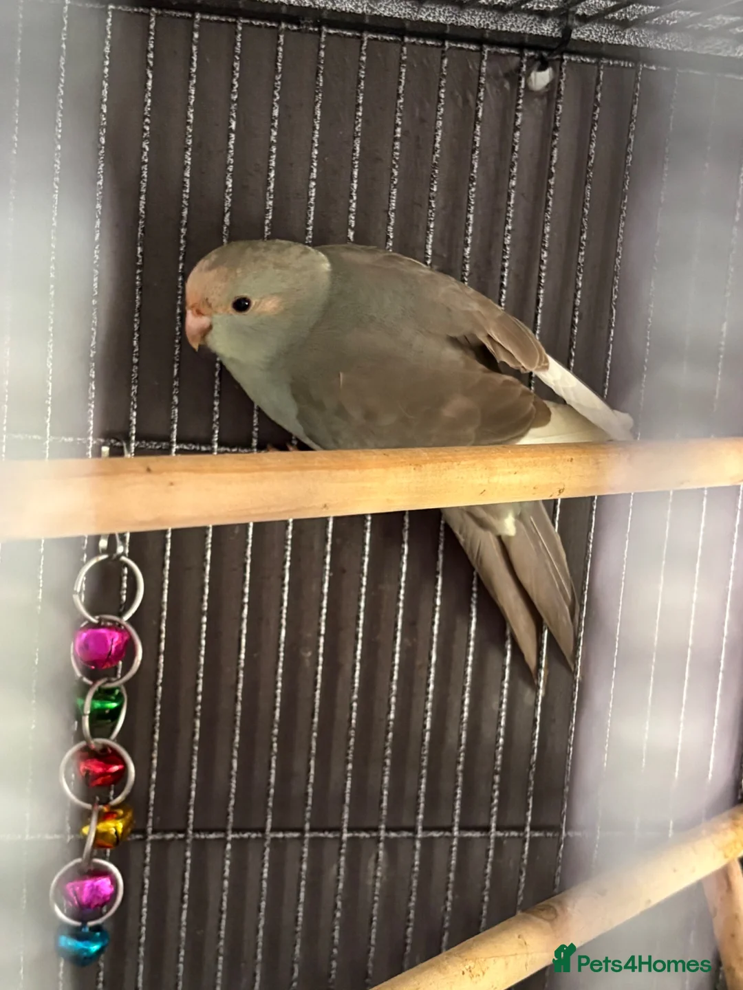 Parakeets birds for sale: Kakarikis ready for homes !  in Stowmarket - Advert 5