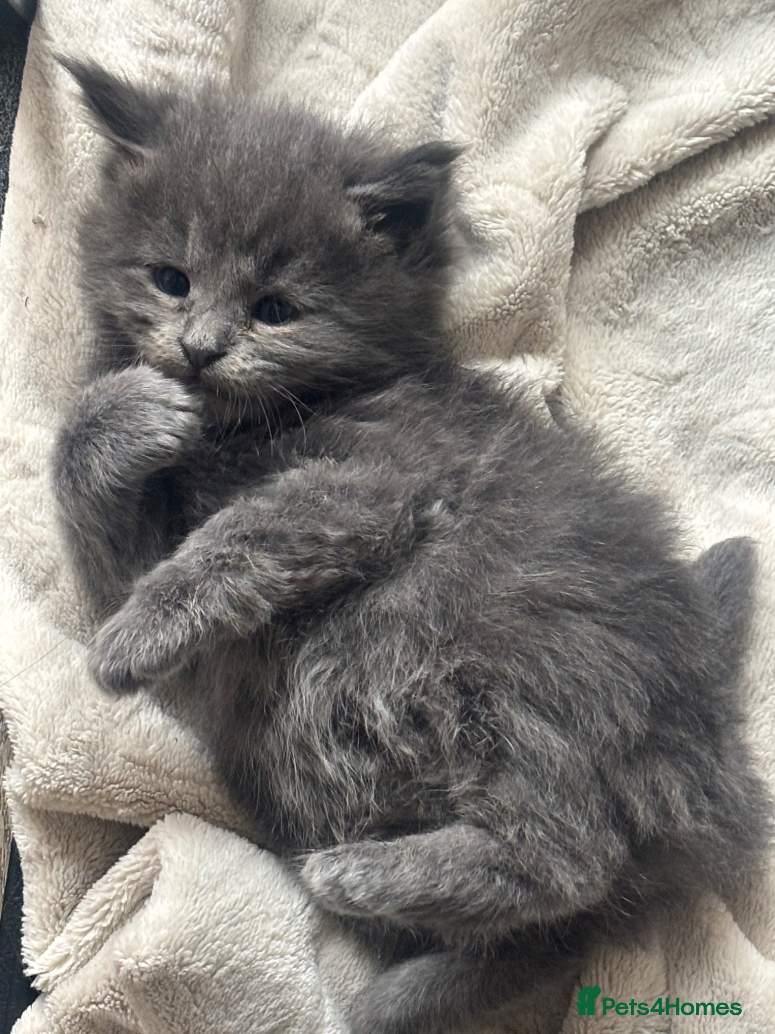 Maine Coon cats Maine coon kittens for sale  - Advert 6