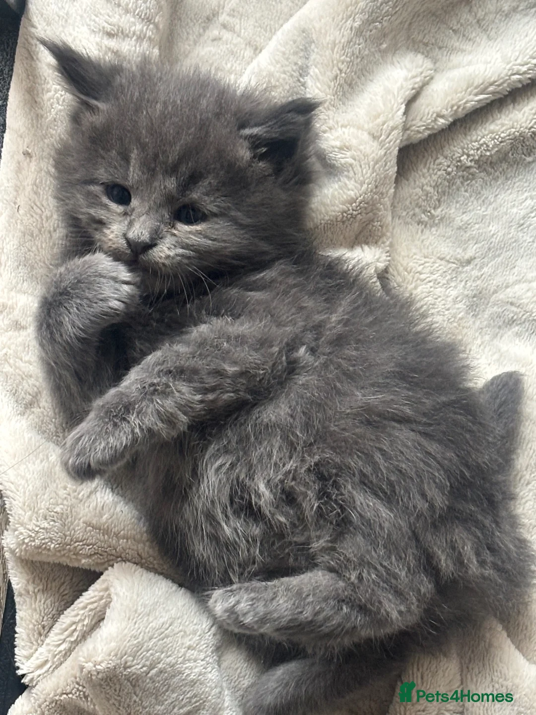 Maine Coon cats for sale: Maine coon kittens for sale  in Lowestoft - Advert 1