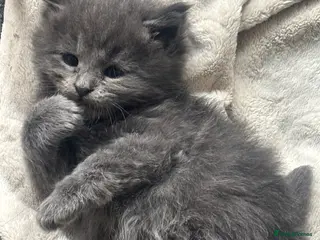 Maine Coon cats Maine coon kittens for sale - Advert 6