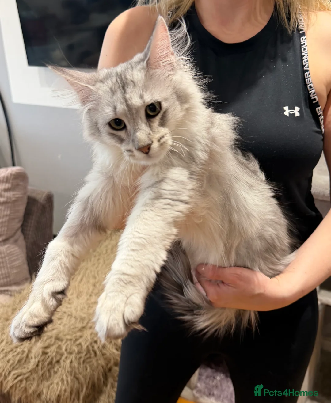 Maine Coon cats for sale: Stunning Black Silver Shaded Maine Coon Kittens - Advert 11