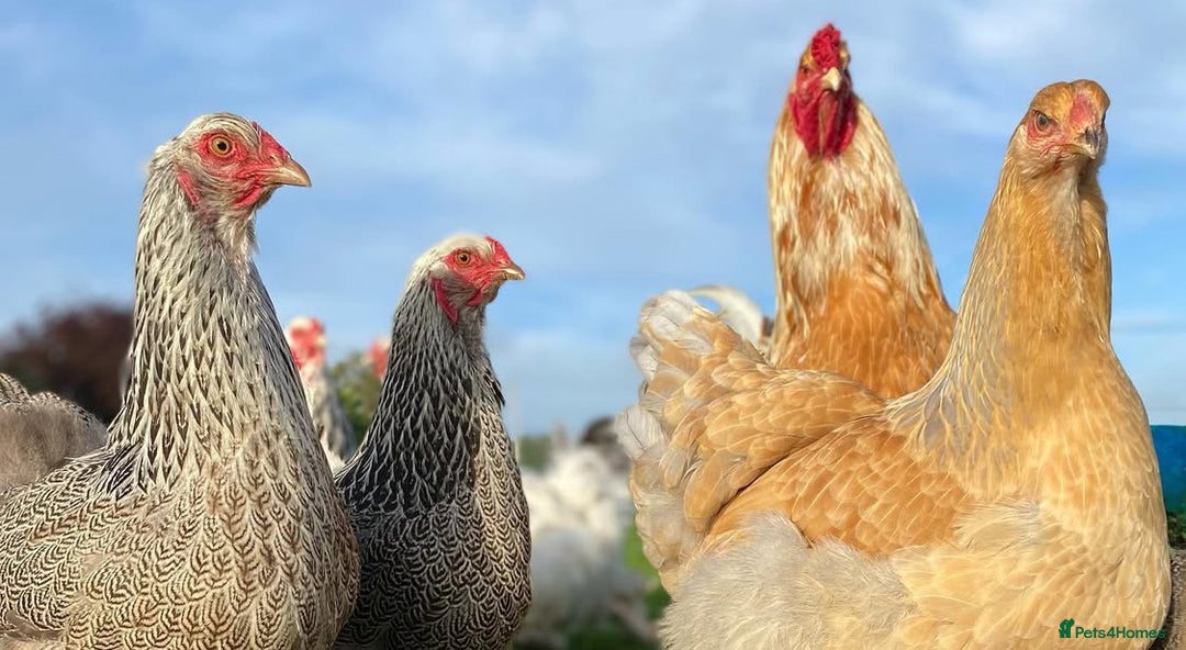 Mixed Breed birds for sale: Point of lay Hens & Pullets – VARIOUS BREEDS 🦚  - Image 19