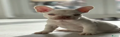 French Bulldog 2