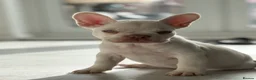 French Bulldog dogs for sale: Stunning French Bulldog Puppies – Family Raised - Advert 12