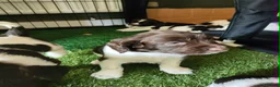 English Springer Spaniel dogs for sale: Gorgeous KC reg ES spaniel Pups - Advert 3