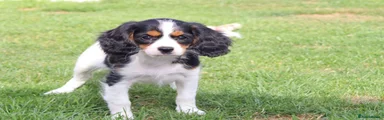 Cockapoo 2