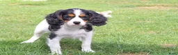 Cockapoo dogs for sale: Cockerlierpoo puppies for sale - Advert 40