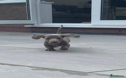 Miniature Dachshund dogs for sale: Isabella & tan miniature smoothcoat daschunds - Image 19