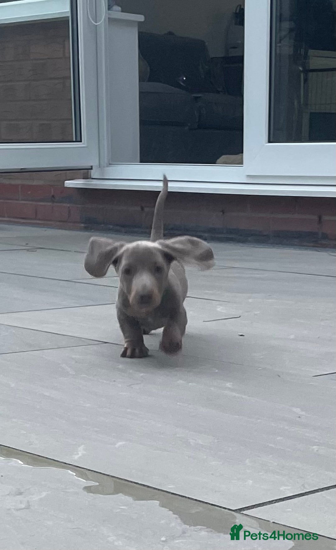 Miniature Dachshund dogs for sale: Isabella & tan miniature smoothcoat daschunds - Image 19