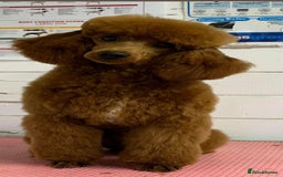 Miniature Poodle dogs for stud: Miniature red poodle stud  in Maidstone - Image 16