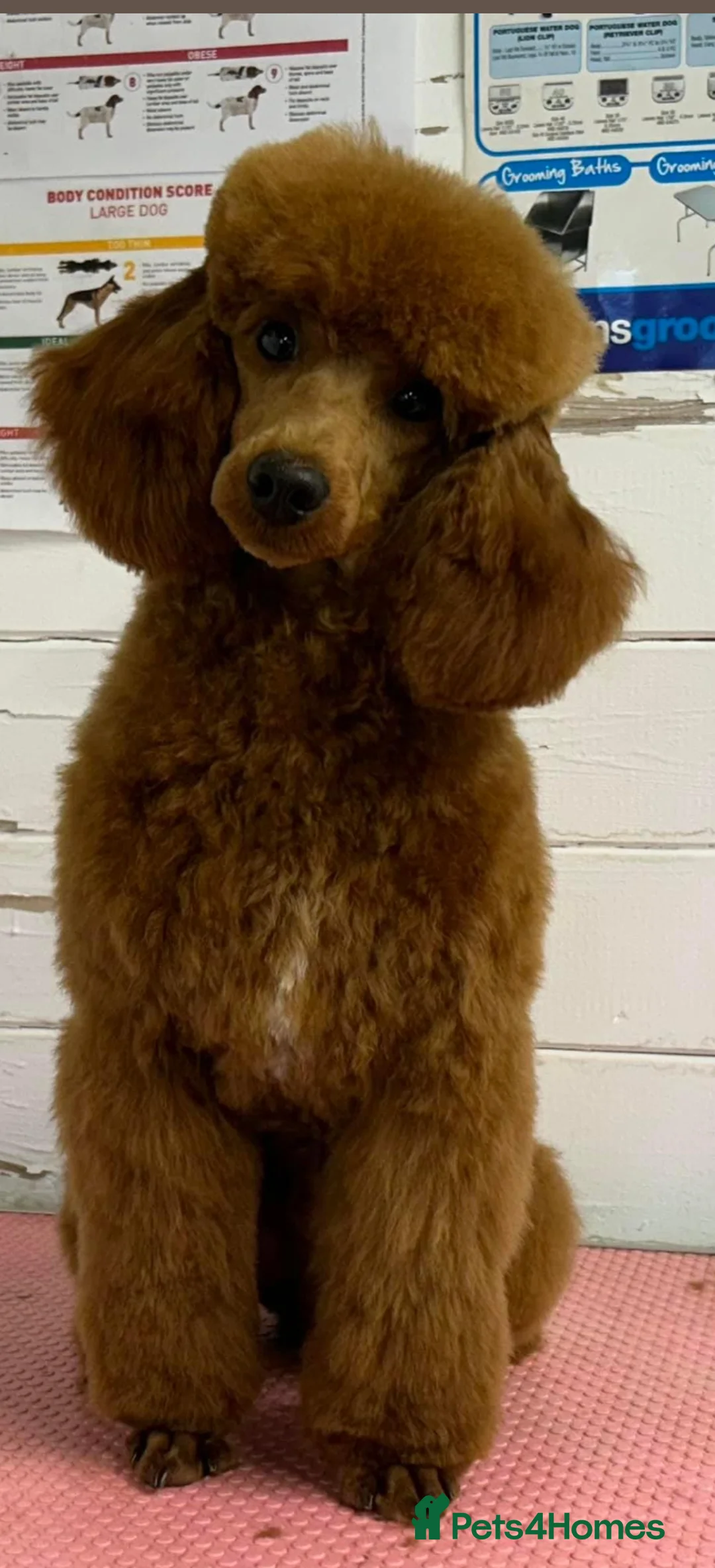 Miniature Poodle dogs for stud: Miniature red poodle stud  in Maidstone - Advert 16