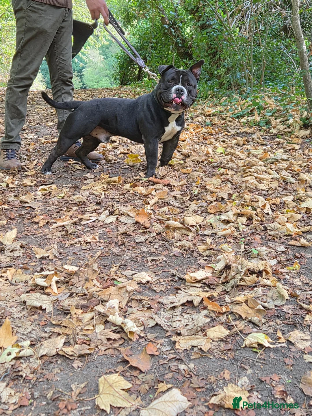 American Bully dogs for sale: ABKC registered male - Advert 1
