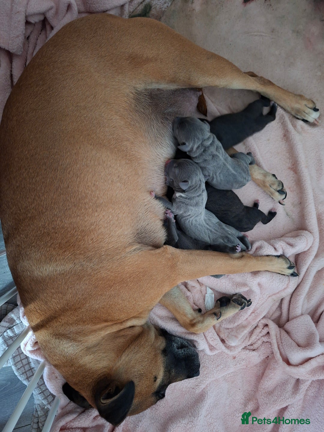 Staffordshire Bull Terrier dogs for sale: Staffy pups ready 26th august 2 brindle 3 blue - Image 10