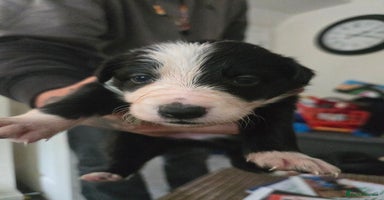 Border Collie dogs - Advert 13