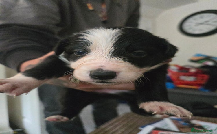 Border Collie dogs - Advert 1