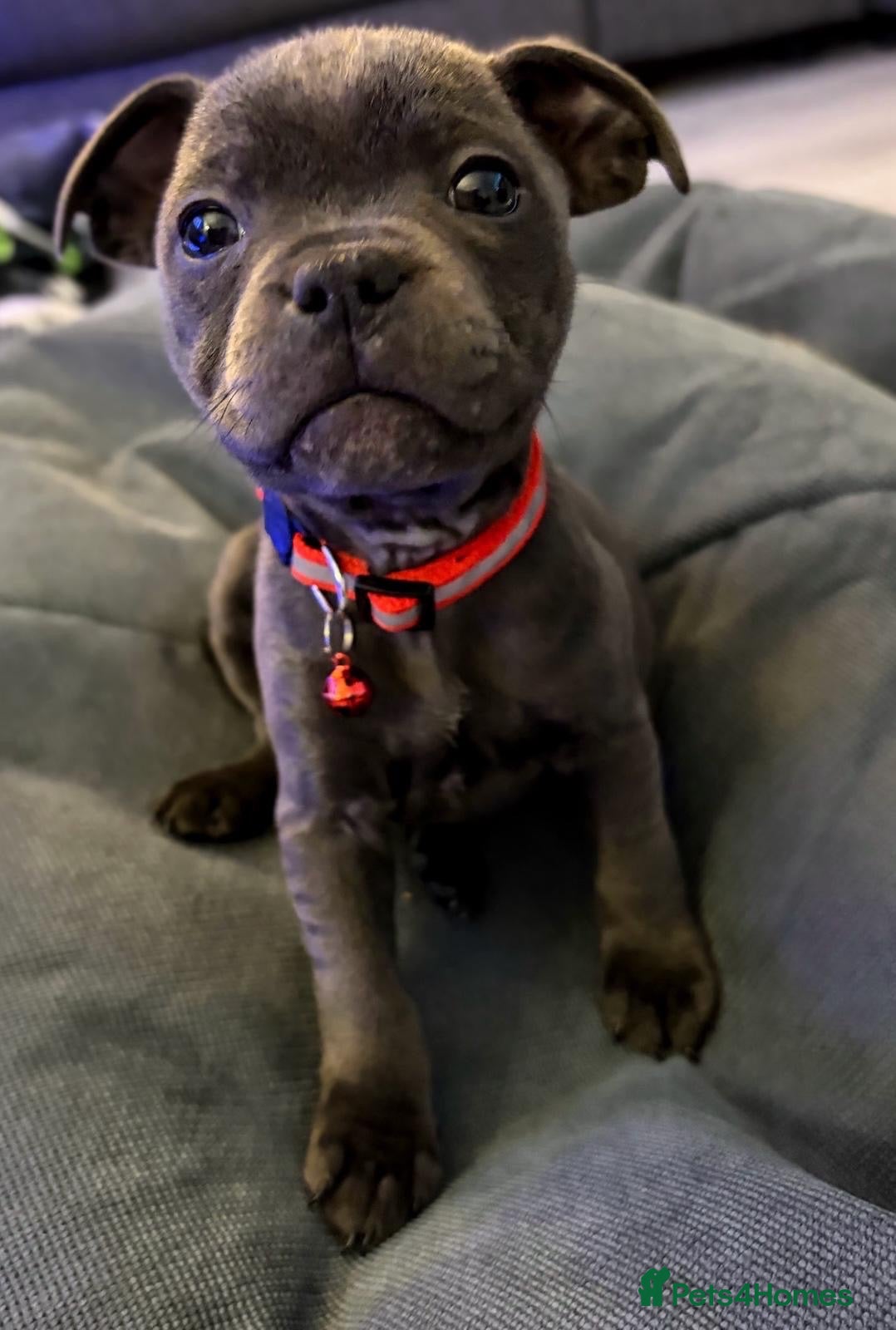 Staffordshire Bull Terrier dogs Beautiful Bella Blue, loving family home only - Advert 1
