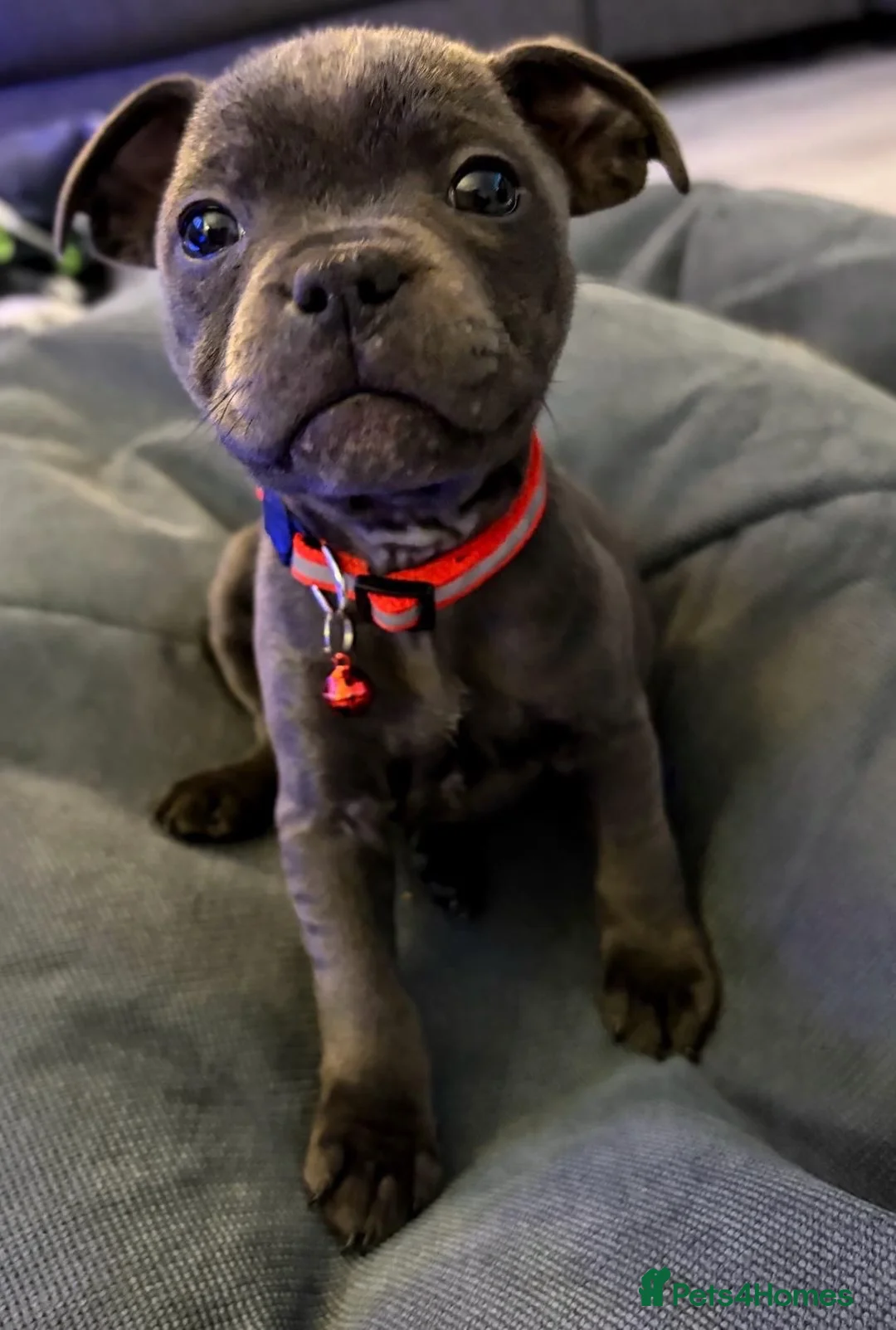 Staffordshire Bull Terrier dogs for sale: Beautiful Bella Blue, loving family home only in Birmingham - Advert 1