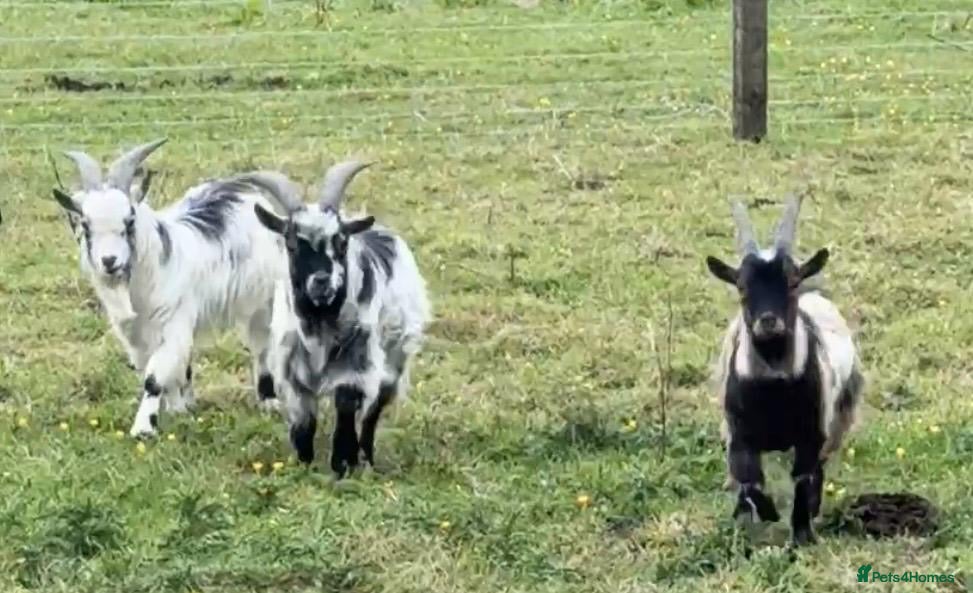 Goats livestock 3 billy goats for sale £180 each - Advert 9