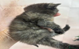 Exotic cats for sale: ⭐️ Exotic kittens 1 male 2 female ⭐️ - Image 15