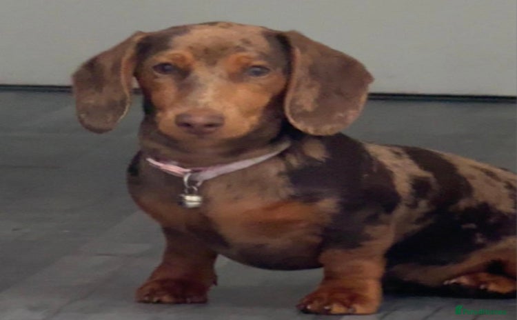 Dachshund dogs - Advert 6