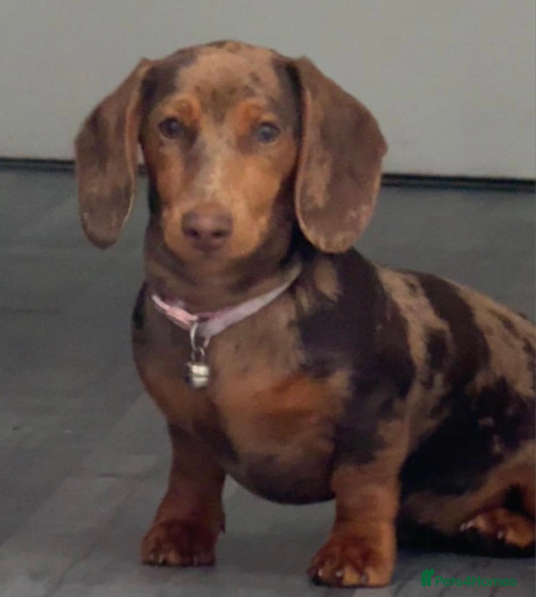 Dachshund dogs for sale: Miniature  - Image 1
