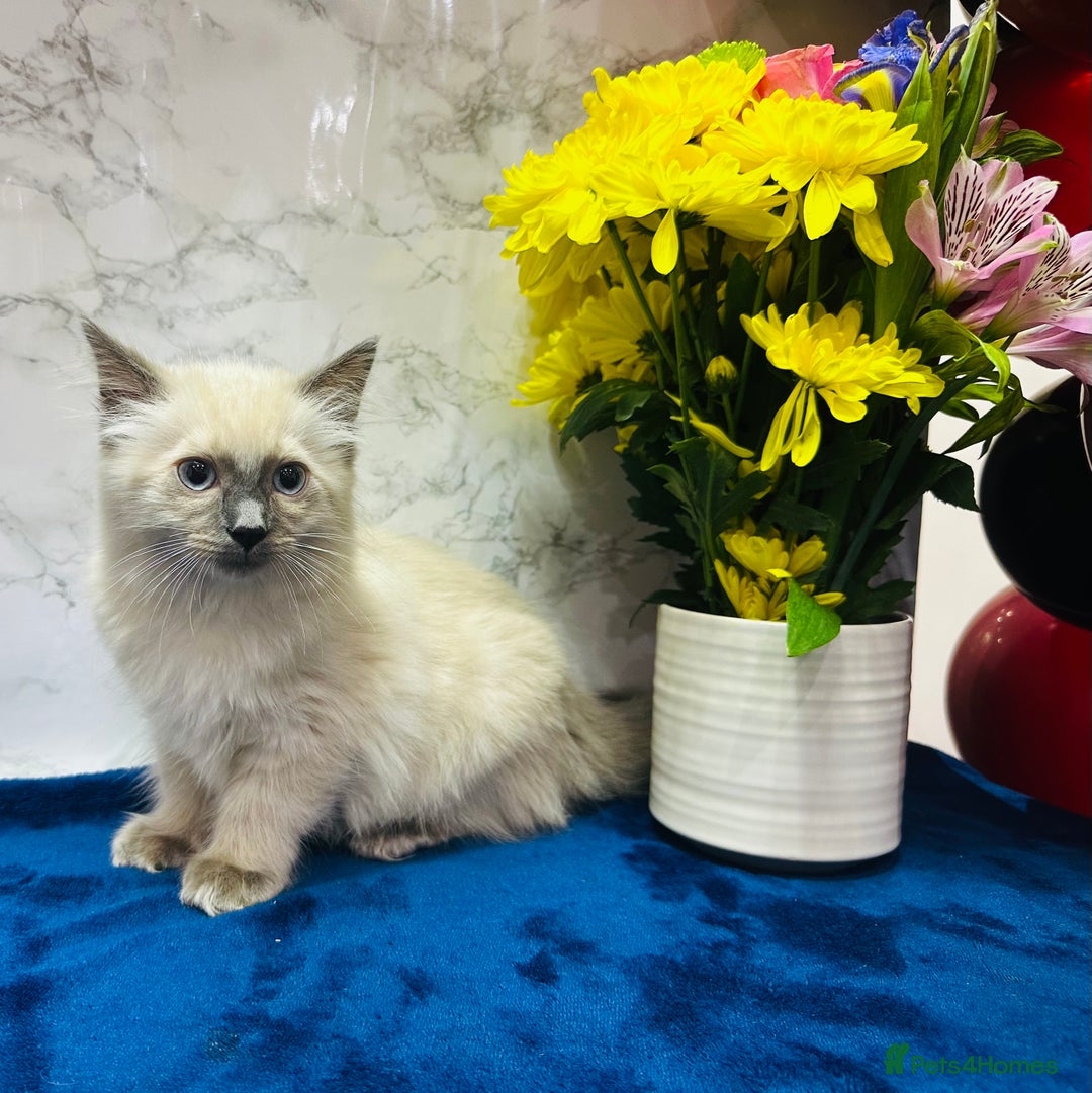 Ragdoll cats for sale: TICA Registered Magnificent Ragdoll kittens  - Advert 15