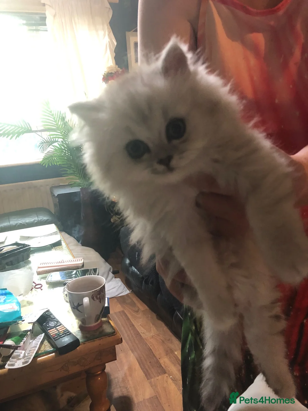 Persian cats for sale: Persian chinchilla kittens - Advert 2