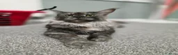 Maine Coon cats for sale: 12 Maine Coon kittens  - Advert 1