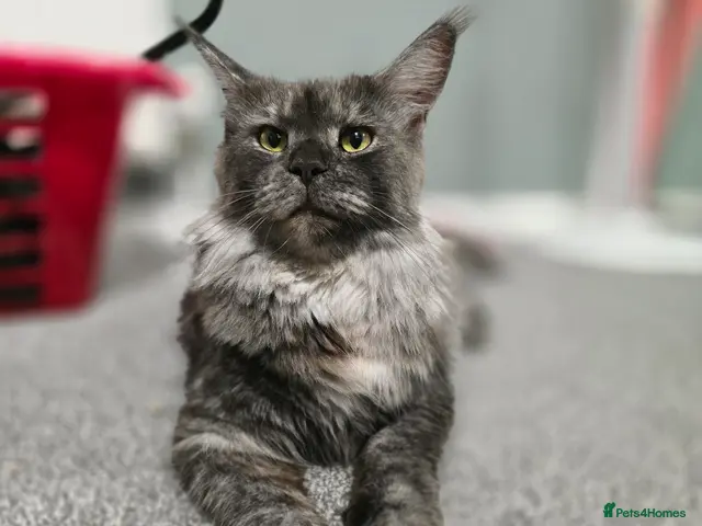 Maine Coon cats for sale: 12 Maine Coon kittens - Advert 1