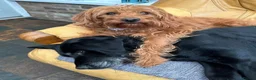 Labradoodle dogs for sale: Absolutely beautiful, F1bb Miniature Labradoodles  - Advert 14