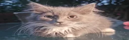 Persian cats for sale: Half perian lovley kittens  - Advert 35