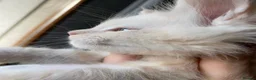 Maine Coon cats for sale: 4 remaining kittens - Maincoons pure breed  - Advert 10
